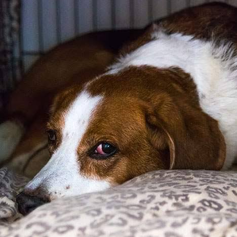 Why California Dog Bite Cases Are Not Just About the Owner